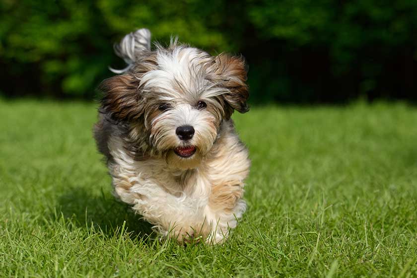 Playful havanese puppy dog is running towards camera in the grass Playful havanese puppy dog is running towards camera in the grass