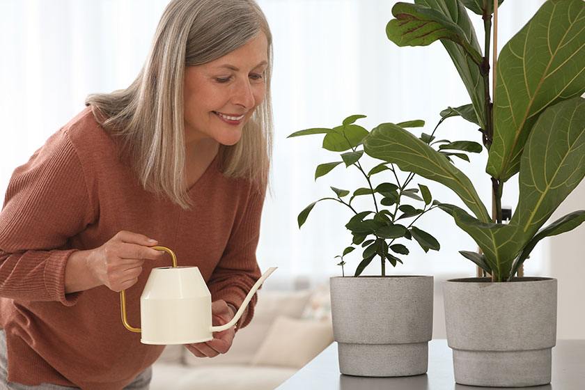 Senior woman watering beautiful potted houseplants home