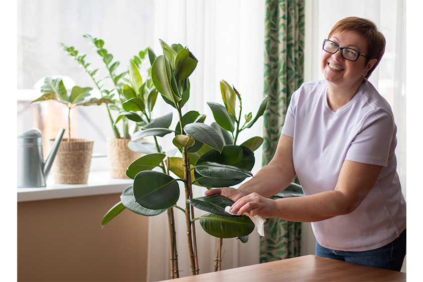An-elderly-woman-wipes-the-leaves-of-house-plants. An-elderly-woman-wipes-the-leaves-of-house-plants.